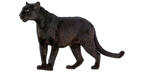 Leopard Wildcat Black Panther Felidae Leopard Png Download 1100657