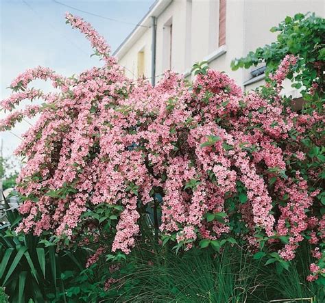 Yellow bush daisy flowers small country garden ideas. Pink Weigela | Weigela florida 'Rosea' | CANADA | Shrubs ...