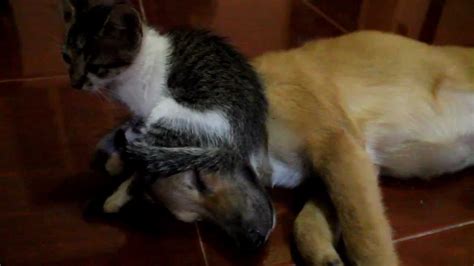 Cat Sitting On A Dogs Face Youtube