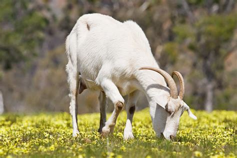 Filedomestic Goat Feeding On Capeweed