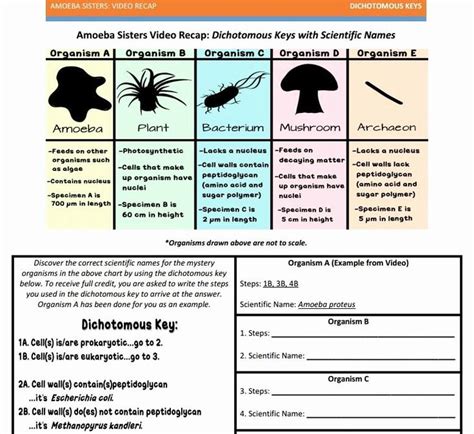 A homozygous hornless bull is mated with a homozygous horned cow. Dichotomous Key Worksheet Pdf Fresh Dichotomous Key ...