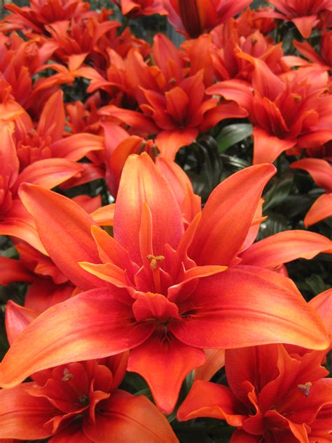 Buy Lily Bulbs Red Twin Double Flowering Asiatic Lily Gold Medal
