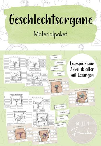 Ein geschlechtsorgan (lateinisch organum genitale; Geschlechtsorgane - Materialpaket - Unterrichtsmaterial in ...