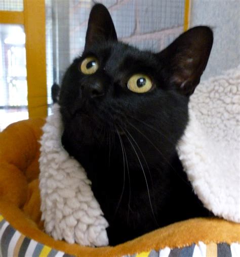 Here is what we're looking for: Cats Protection - Exeter Axhayes Adoption Centre: Ella ...