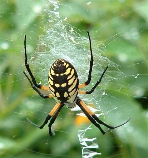 Black and yellow garden spider bites grasshopper. Garden spider bite photos