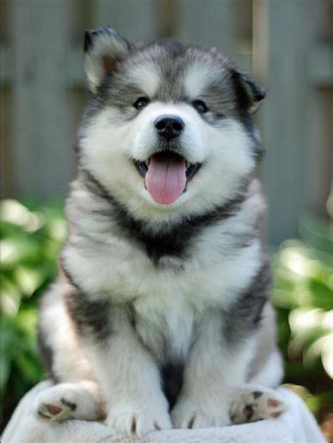 Chubby Husky Pup Fur Baby Pinterest Animals Husky