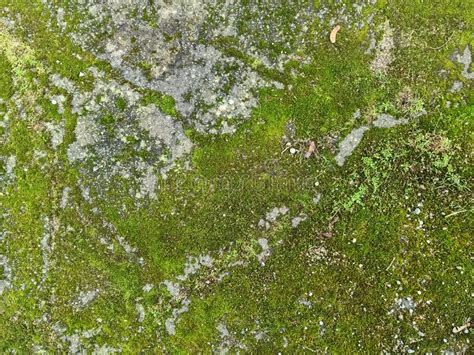 Detailed Close Up View At Different Moss Textures On A Forest Ground