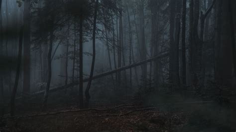 Download Wallpaper 1920x1080 Forest Fog Trees Gloomy Dark Full Hd Hdtv Fhd 1080p Hd