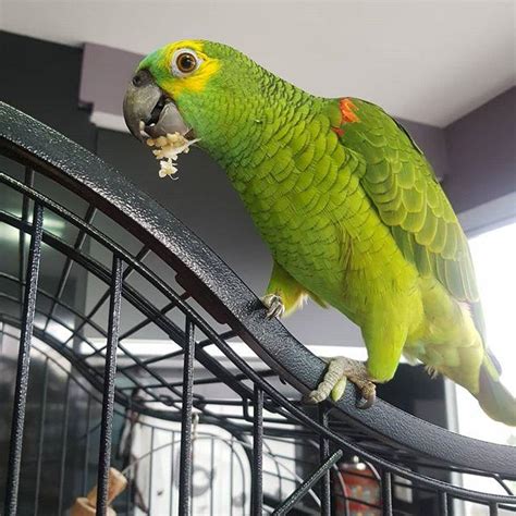 Amazon Parrots Available And Many Others Species Birds For Sale Price