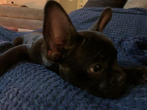 So if its puppies, training, diet and food or purchasing and adoption we have it all here. French Bulldog Puppies For Sale | Oklahoma City, OK #320327