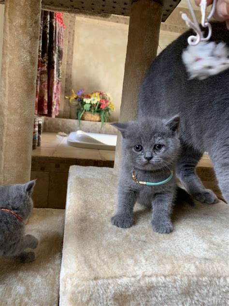 Check spelling or type a new query. British Shorthair Cats For Sale | Memphis, TN #286266