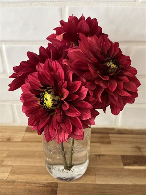 Fresh Cut Dahlias Eden Brothers