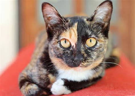 Learn About The Mixed Cat Breed From A Trusted Veterinarian