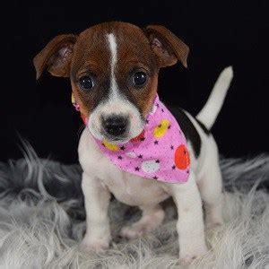 We will also give you access to the locked. Jack Russell Puppies for Sale in PA | Ridgewood's Jack ...