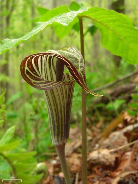 How To Grow Jack In The Pulpit A Native Woodland Plant Dengarden