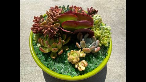 Succulent Container Garden Re Do Youtube