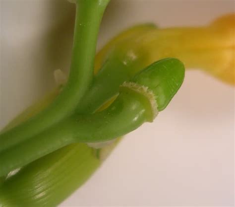 Specializing in the hybridizing of new and unique tetraploid hemerocallis. How to Keep Stella de Oro Daylilies Blooming All Season ...