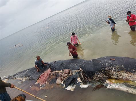 Bangkai ikan paus tersebut sempat dikira perahu oleh nelayan. Ditemukan 5,9 Kg Sampah Dalam Perut Paus Sperma di ...