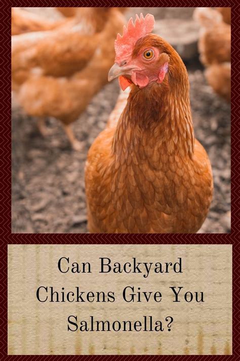 Backyard chickens carry a hidden risk: Can Backyard Chickens Give You Salmonella (With images ...
