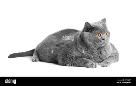 A Fat Shorthair Cat With Big Red Eyes Lies On A White Background