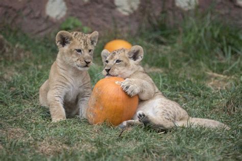 Lion Cubs Have Halloween Pumpkin Play Date At Columbus Zoo