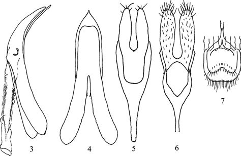 Male Reproductive Organ And Abdominal Tergites Of Strangalia Ohbayashii