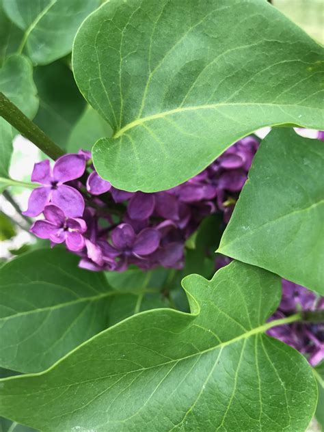 Pin By Pamela Browning Mallory On Lilacs And Lace Plant Leaves Lilac