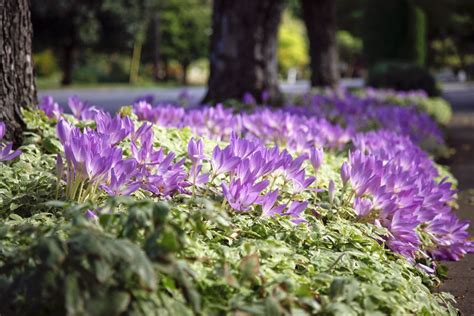 How To Grow And Care For Autumn Crocus