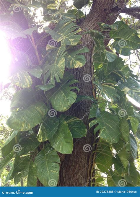 Epipremnum Aureus Money Plant Plant Climbing Tree Stock Photo