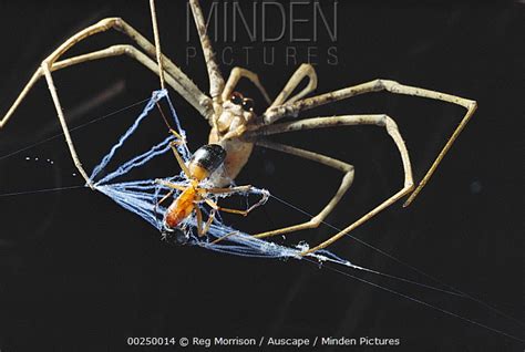 Net Casting Spider Stock Photo Minden Pictures