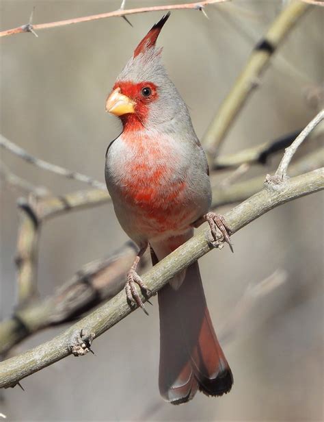 Male Pyrrhuloxia 22420 6 Photo By Martin Molina Souther Flickr