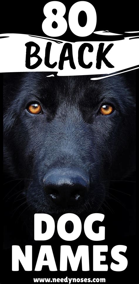 Awasome Unusual Black Dog Names 2022 Fsikologi News