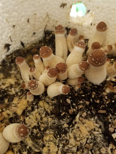 First Pins From Second Grow Ever Blue Meanie What A Trip Shrooms