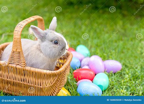 Easter Bunny And Easter Eggs On Spring Green Grass Cute Rabbit Stock