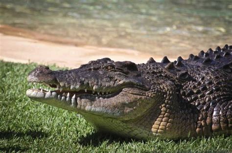 How Fast Can A Saltwater Crocodile Run On Land Begley Screar
