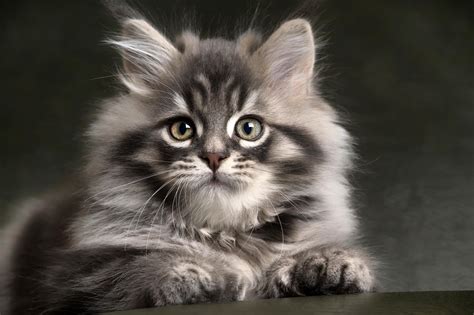 Download Gray Kitten Animal Cat Hd Wallpaper
