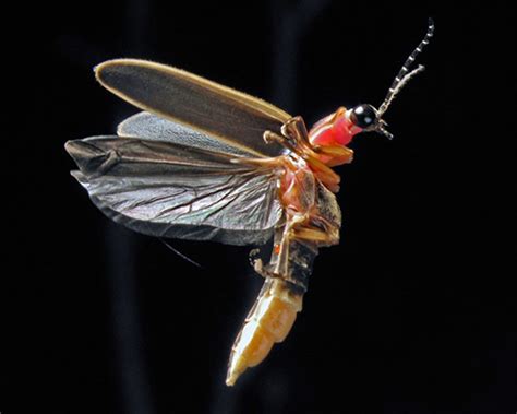 12 Fascinating Facts About Fireflies Ecowatch