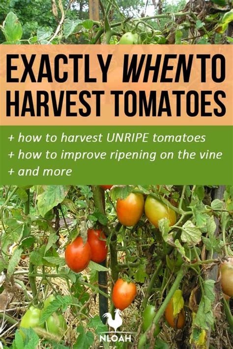 Exactly When To Harvest Tomatoes New Life On A Homestead