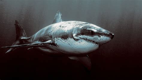 Wallpaper Animals Dark Underwater Great White Shark Vertebrate