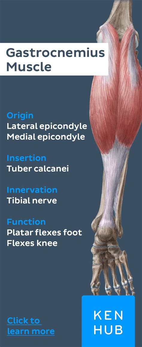 Gastrocnemius Muscle Origin And Insertion
