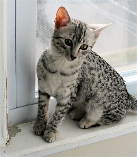 9 Features Of Egyptian Mau Breeders New York That Make Everyone Love It