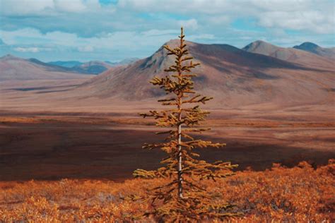 Autumn In Yukons Tundra Should Be One Of The Seven Natural Wonders