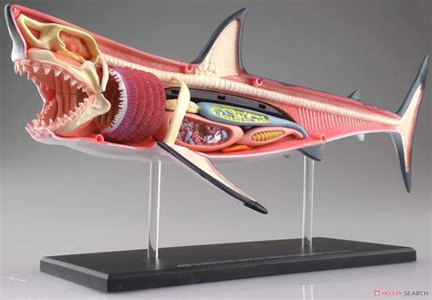 Great White Shark Anatomy Model Plastic Model Item Picture2