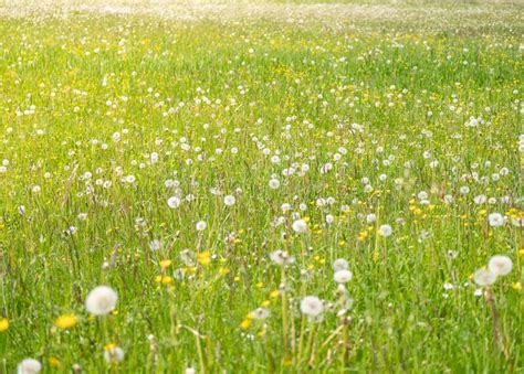 Meadow With Dandelions On A Sunny Day Dandelions In Spring Stock Photo