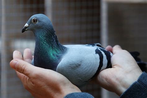 Belgian Racing Pigeon Fetches Record Price Of 19m The Independent