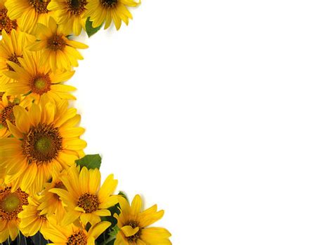 Best Sunflower Border Frame Silhouettes Stock Photos Pictures