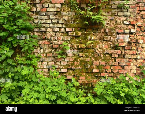 Wand Berwuchert Alte Mauer Hintergrund Textur Alten Bauf Lligen