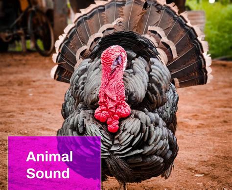 Turkey Bird Sound Free Mp3 Download Mingo Sounds