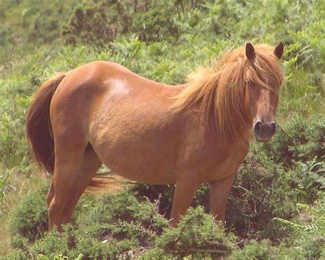 25 Horse Coat Colors And Names Common Rare Levo League