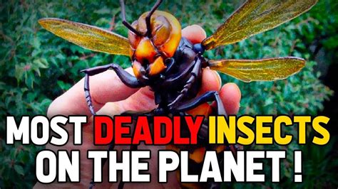 The Most Deadly Insects On Our Planet The Terrifying Consequences